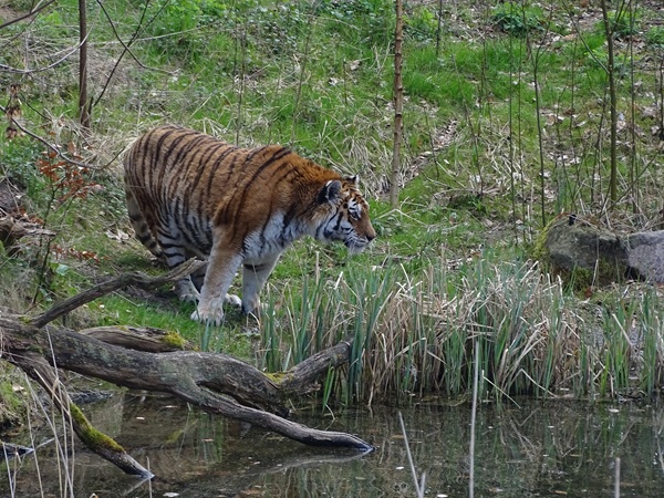 Siberian tiger (Panthera tigris altaica/tigris)