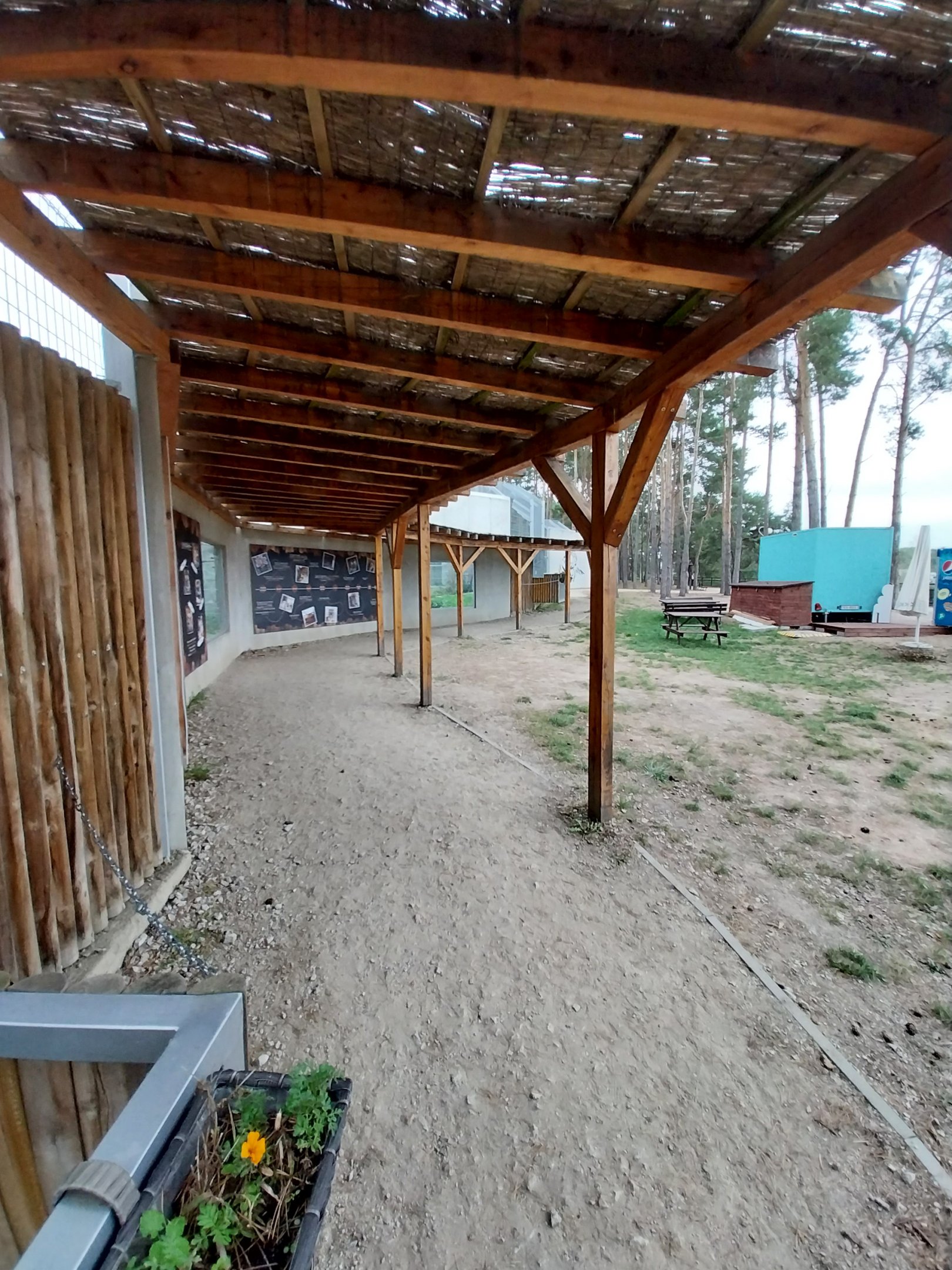Siberian Tiger (Panthera tigris altaica) - Trail