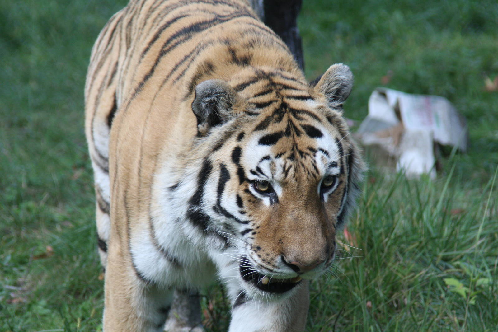 Siberian tiger (Panthera tigris altaica)