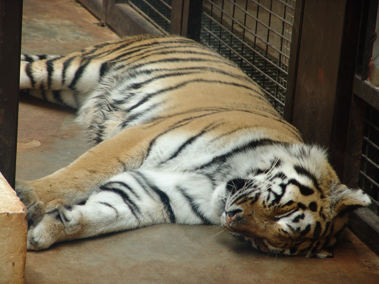 Siberian Tiger (Panthera tigris altaica)