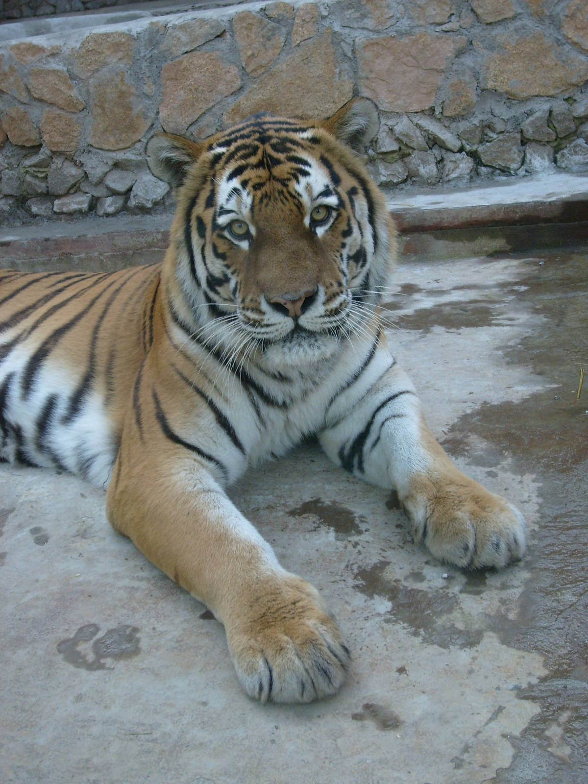 Siberian tiger/Panthera tigris altaica