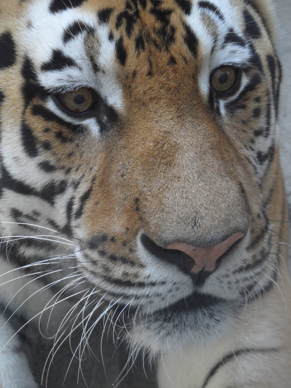 Siberian tiger/Panthera tigris altaica
