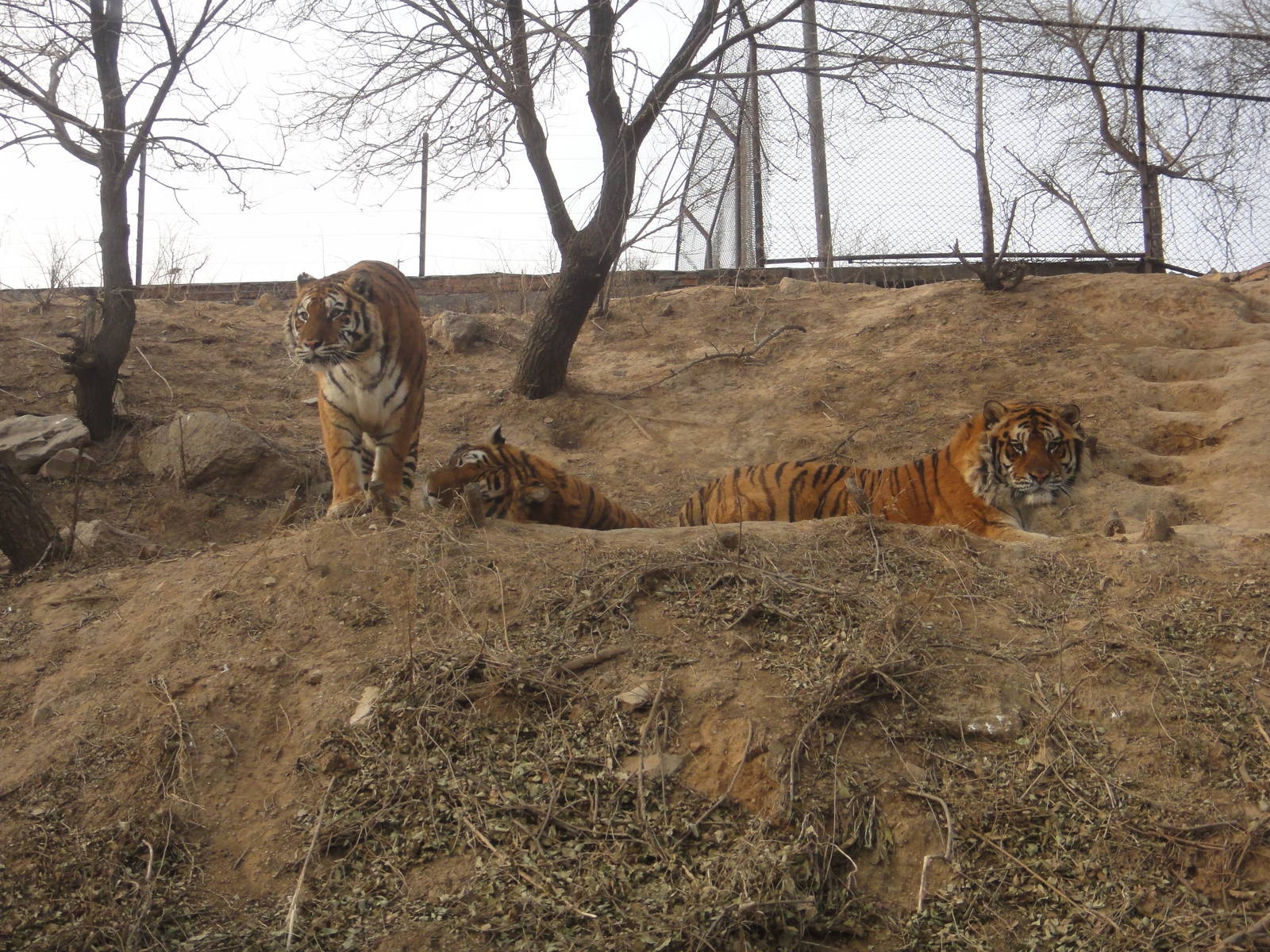 Siberian tiger (Panthera tigris altaica)
