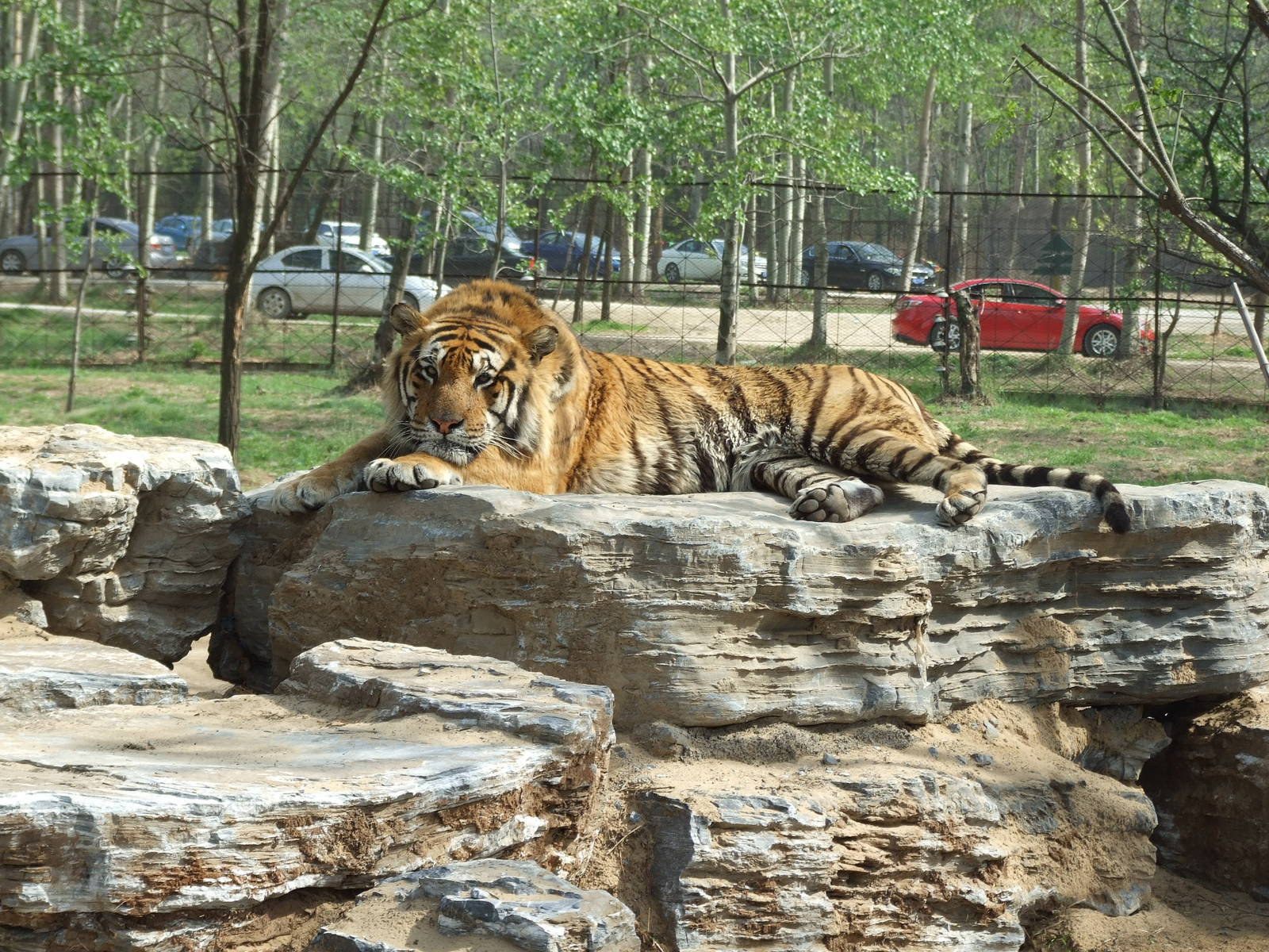 Siberian tiger (Panthera tigris altaica)