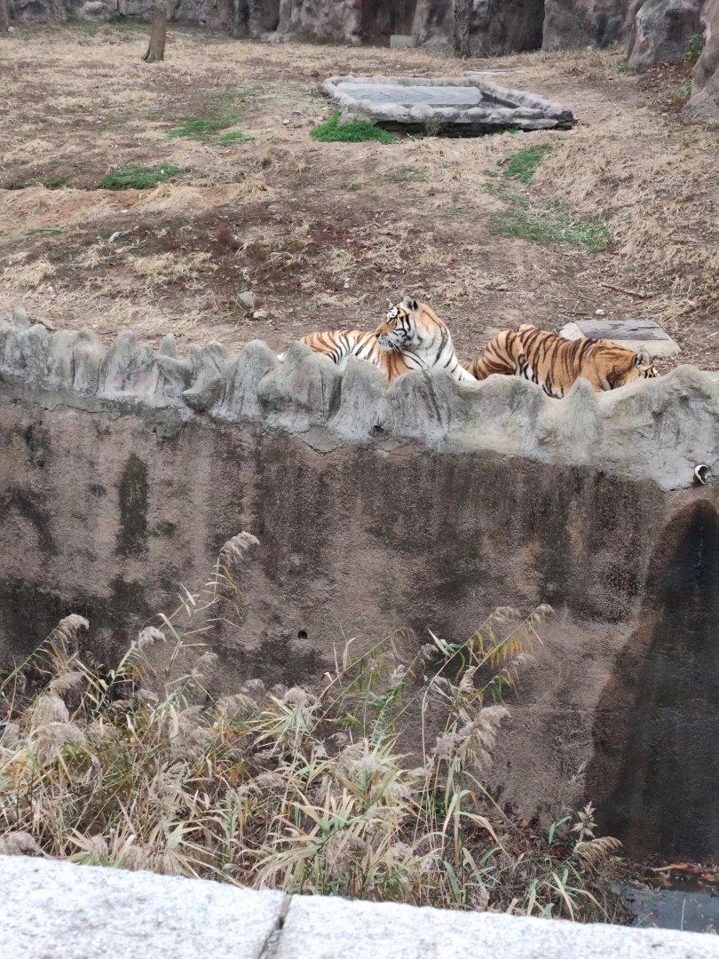 Siberian tiger （Panthera tigris altaica）