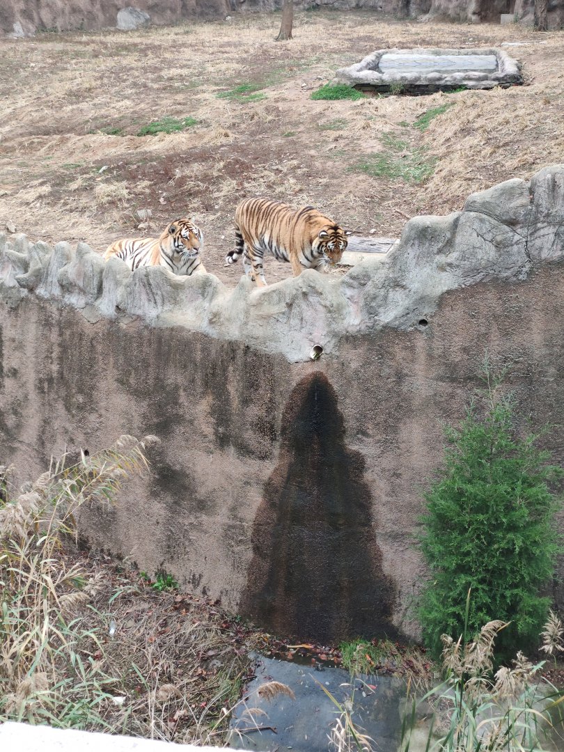 Siberian tiger （Panthera tigris altaica）