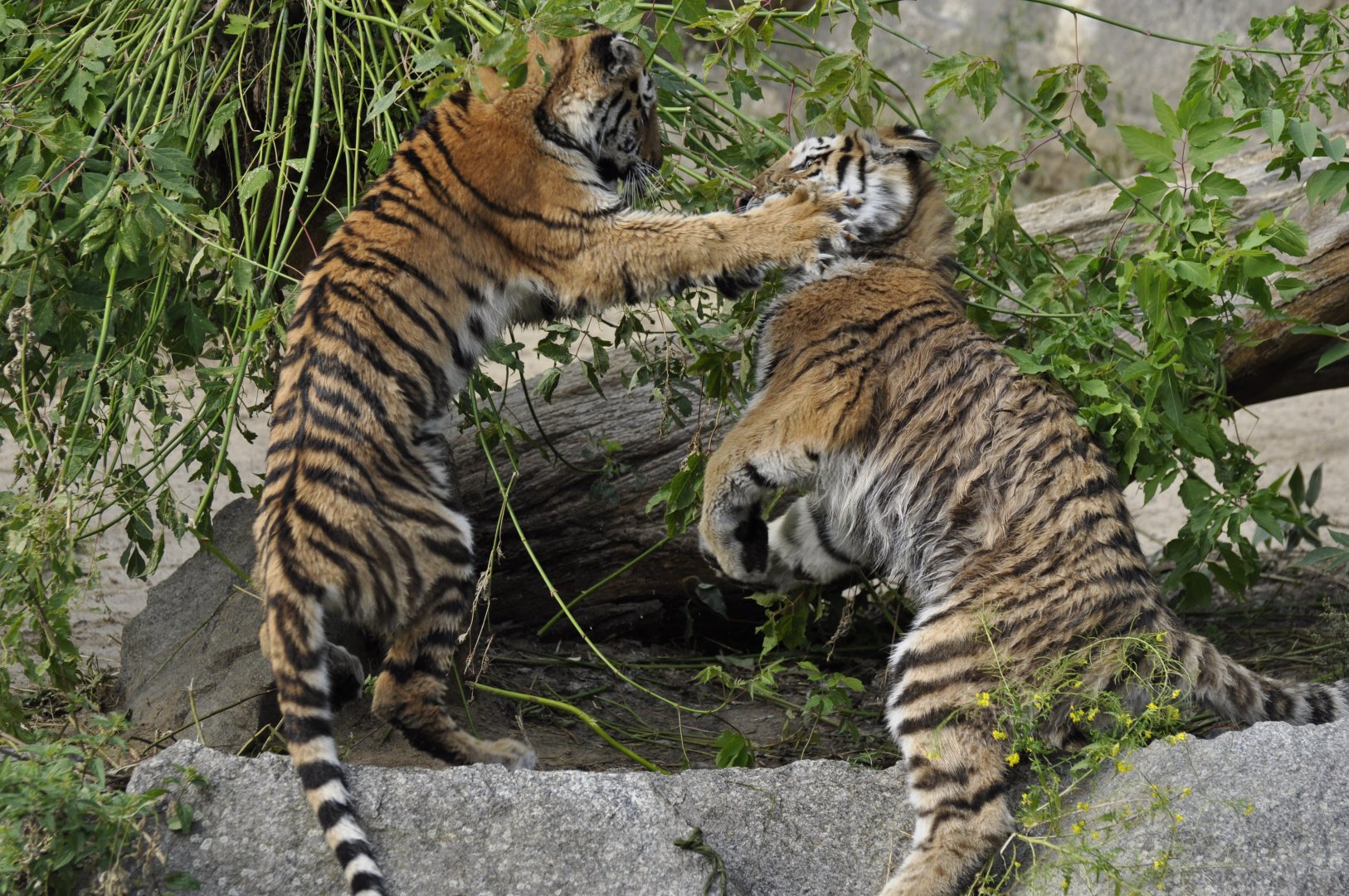 Siberian tiger (Panthera tigris altaica)