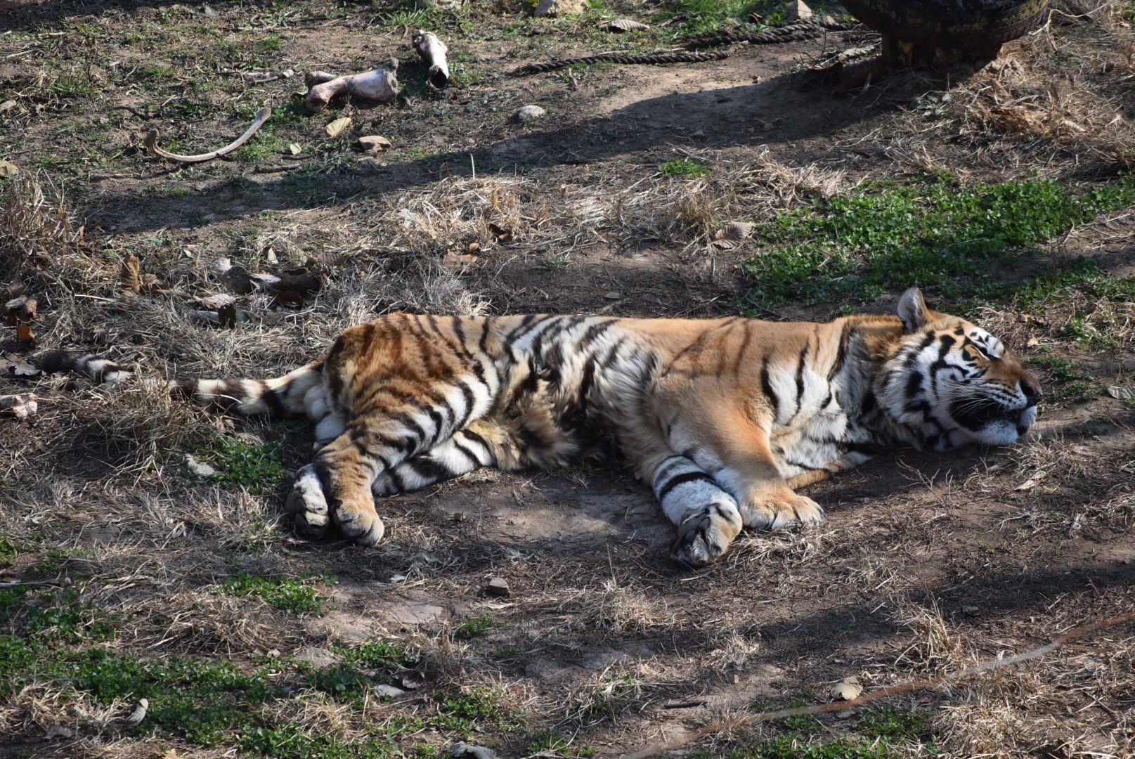 Siberian Tiger (Panthera tigris altaica)