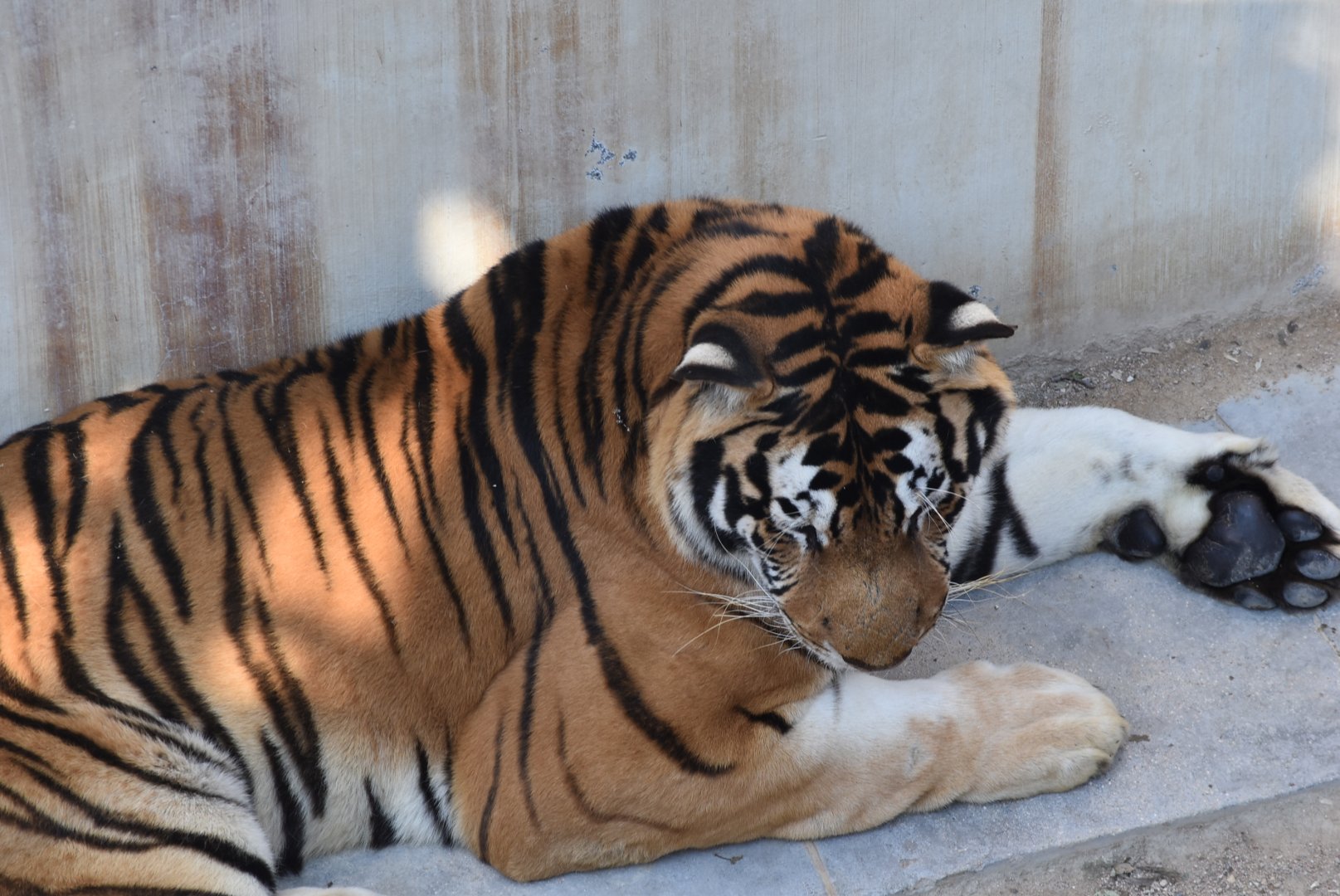 Siberian Tiger (Panthera tigris altaica)