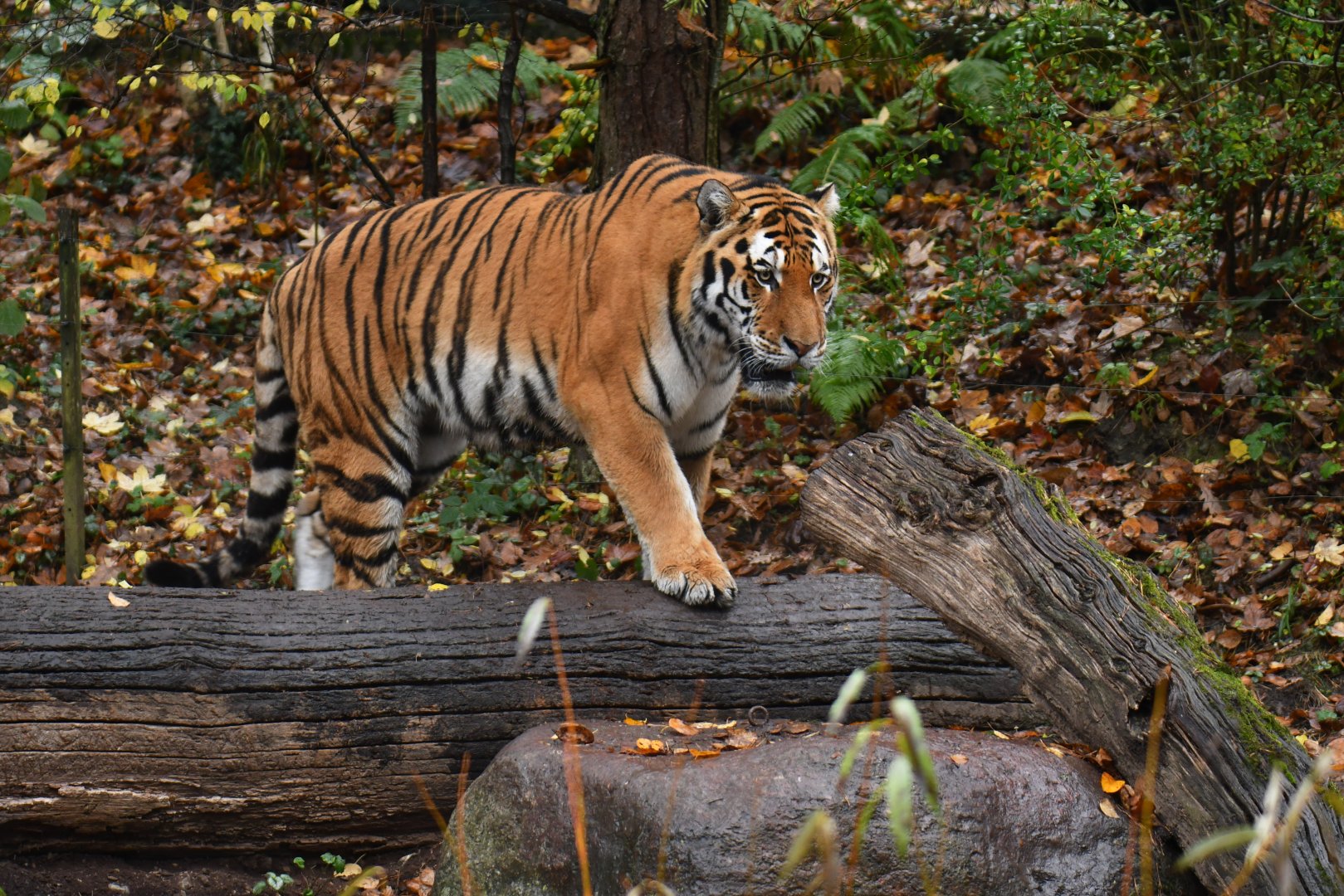 Siberian tiger (Panthera tigris altaica)