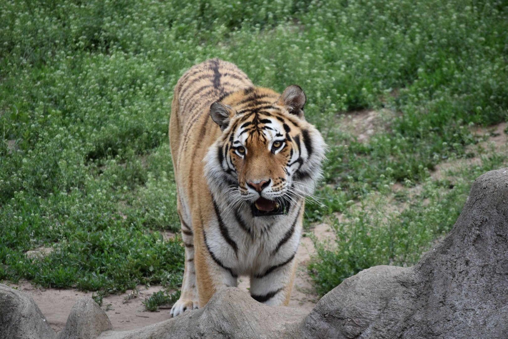 Siberian Tiger (Panthera tigris altaica)
