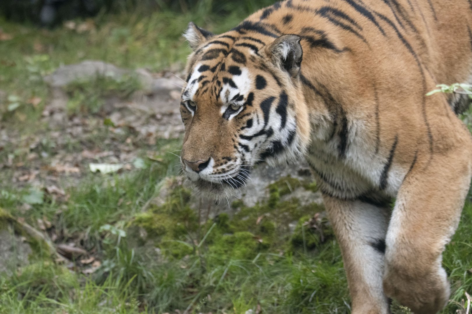 Siberian tiger (Panthera tigris altaica)