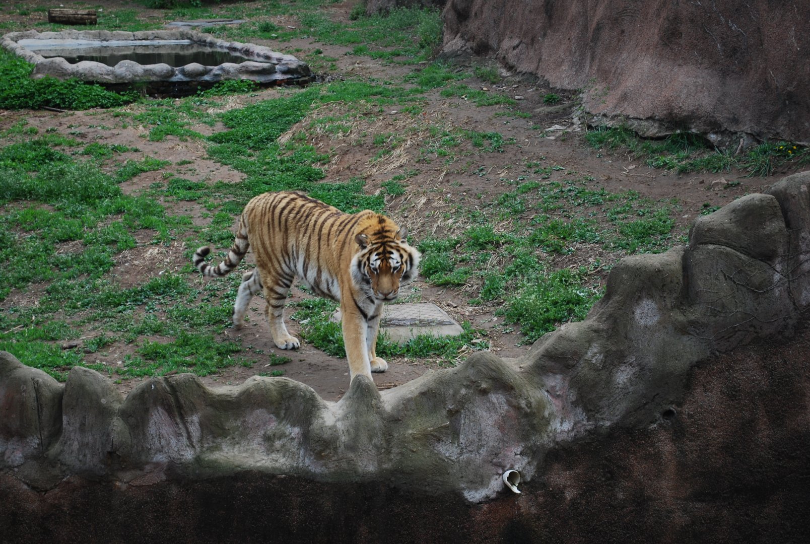 Siberian Tiger (Panthera tigris altaica)