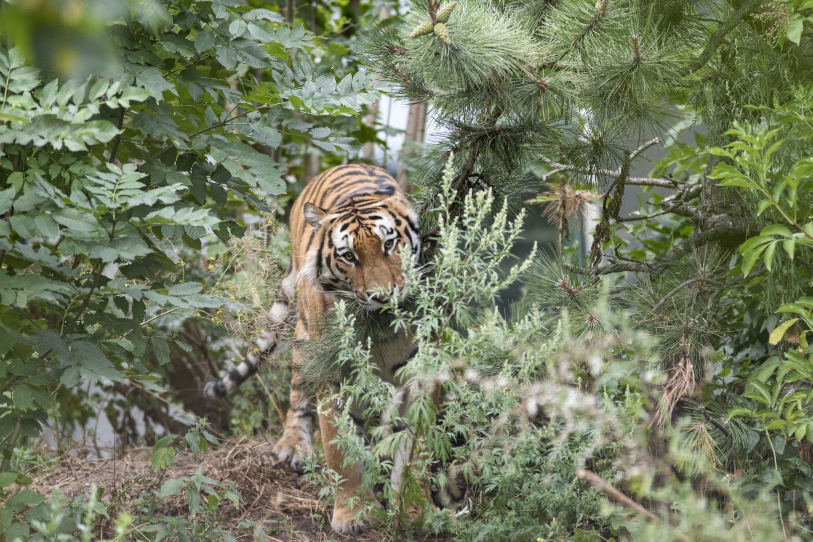 Siberian tiger (Panthera tigris altaica)