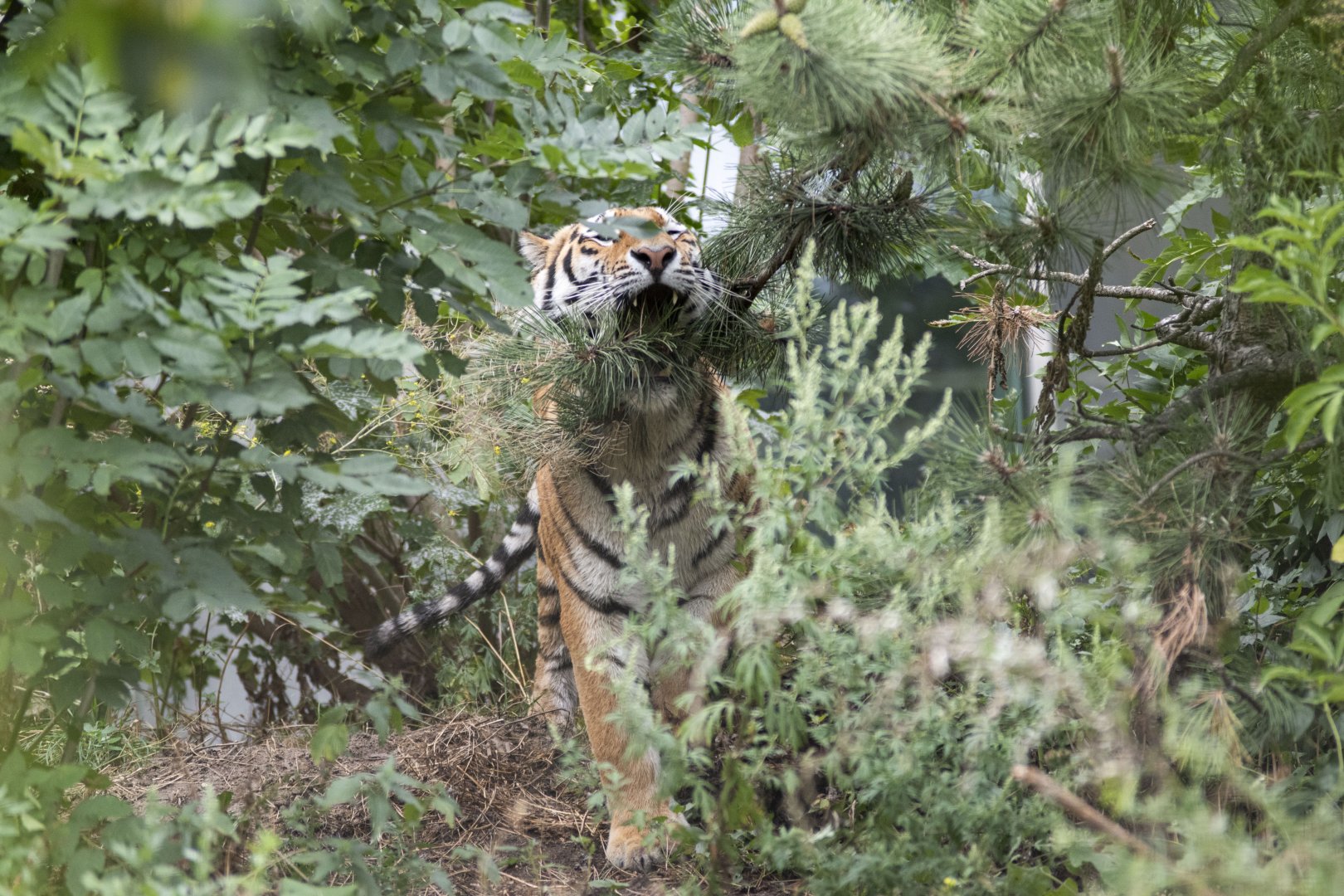 Siberian tiger (Panthera tigris altaica)