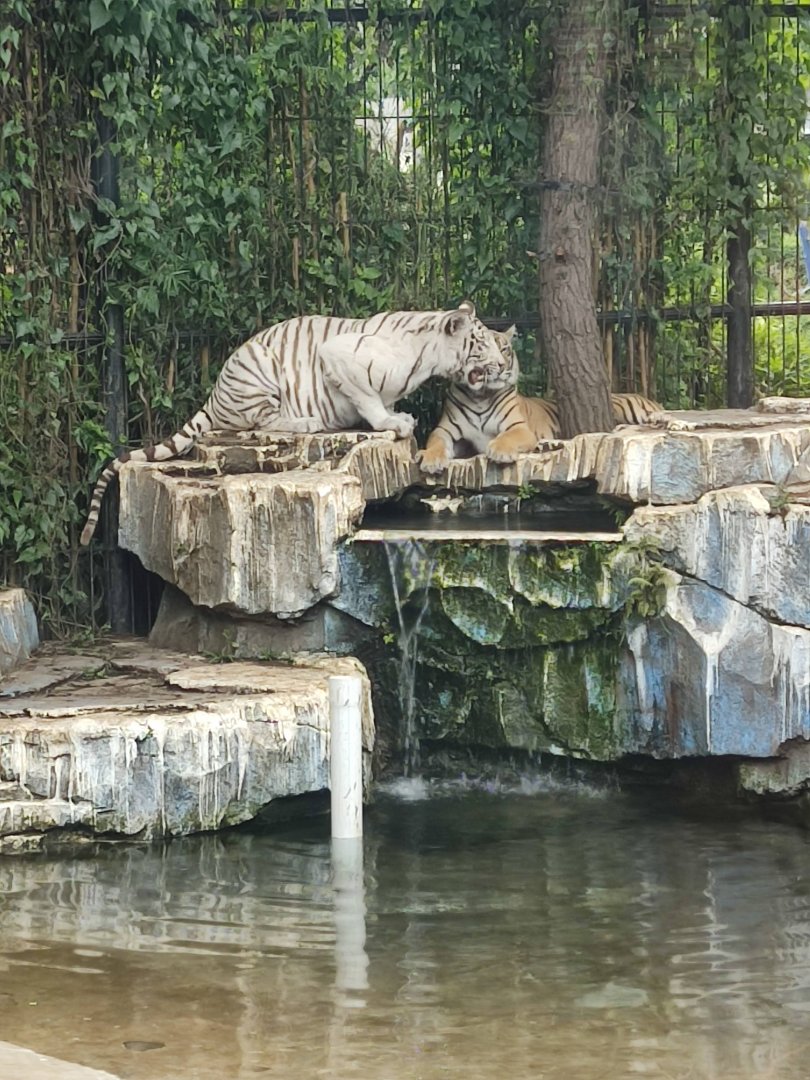 Siberian Tiger (Panthera tigris altaica)