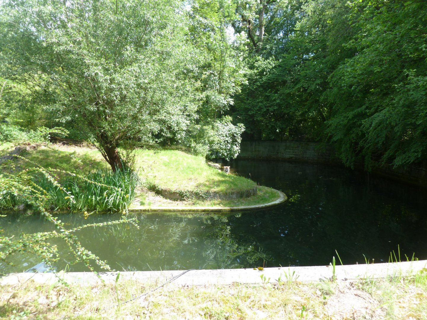 Siberian tiger - Panthera tigris altaica
