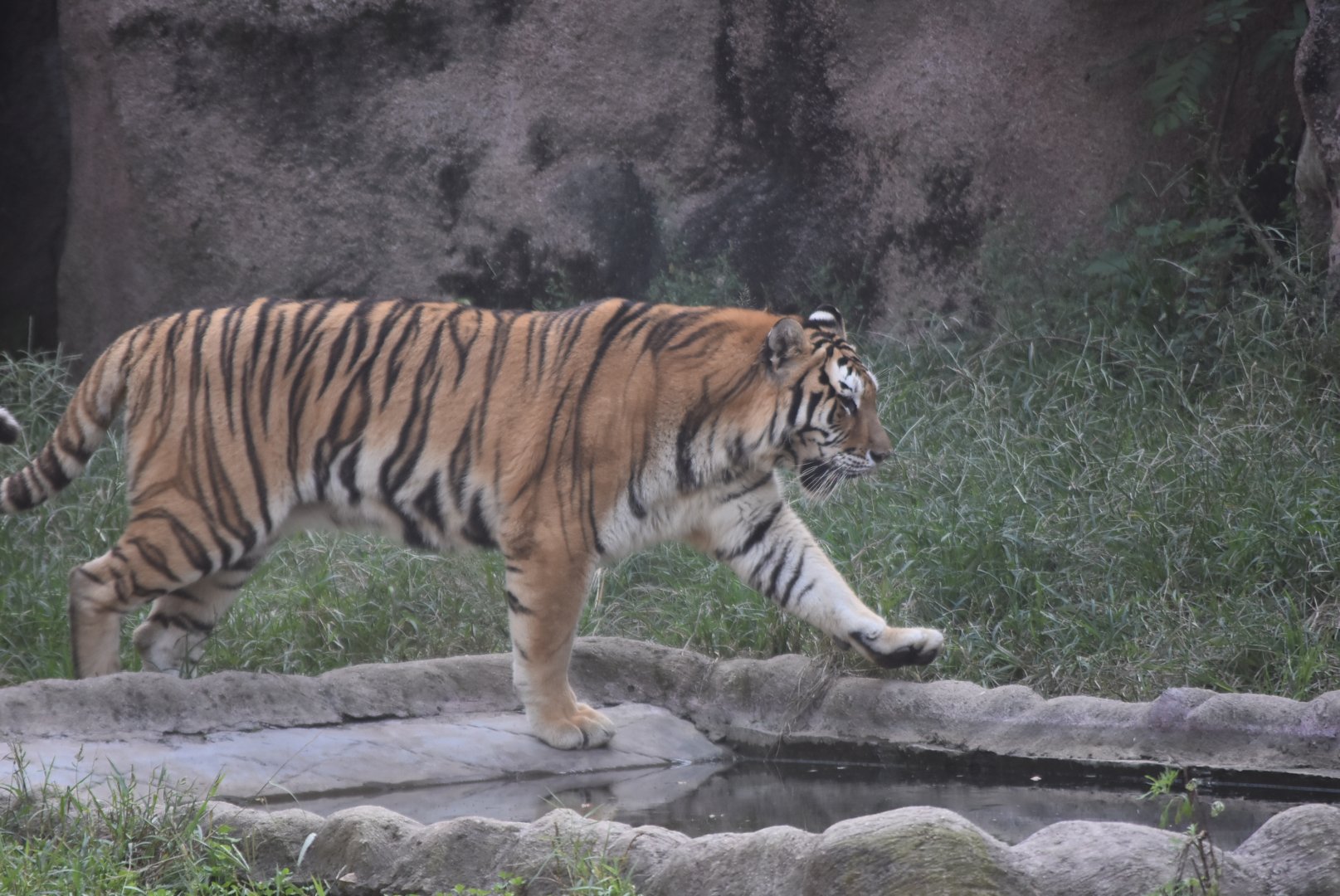 Siberian Tiger (Panthera tigris altaica)