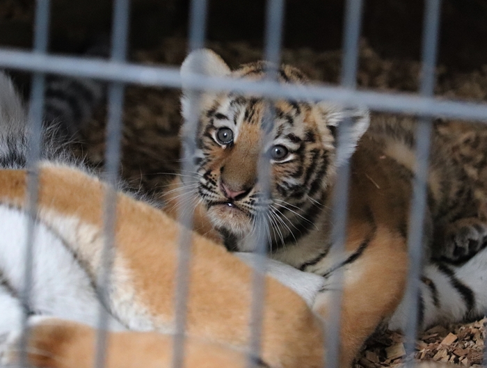 Siberian tiger (Panthera tigris altaica)