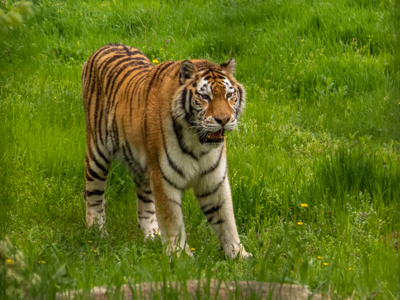 Siberian tiger / Panthera tigris altaica