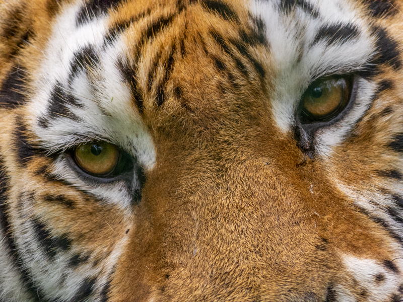 Siberian tiger / Panthera tigris altaica