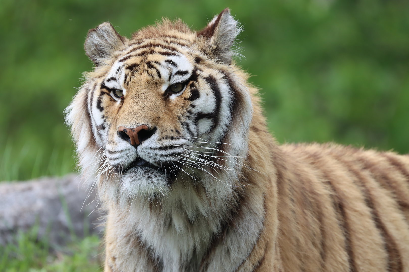 Siberian tiger (Panthera tigris altaica)