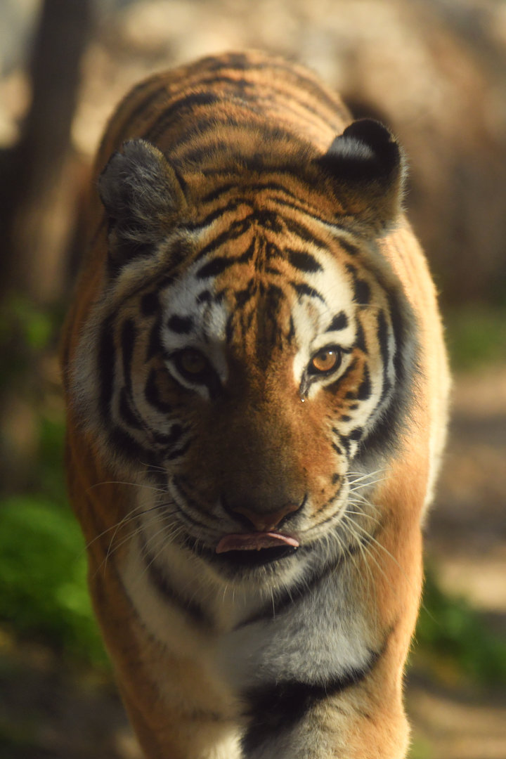Siberian tiger Panthera tigris altaica