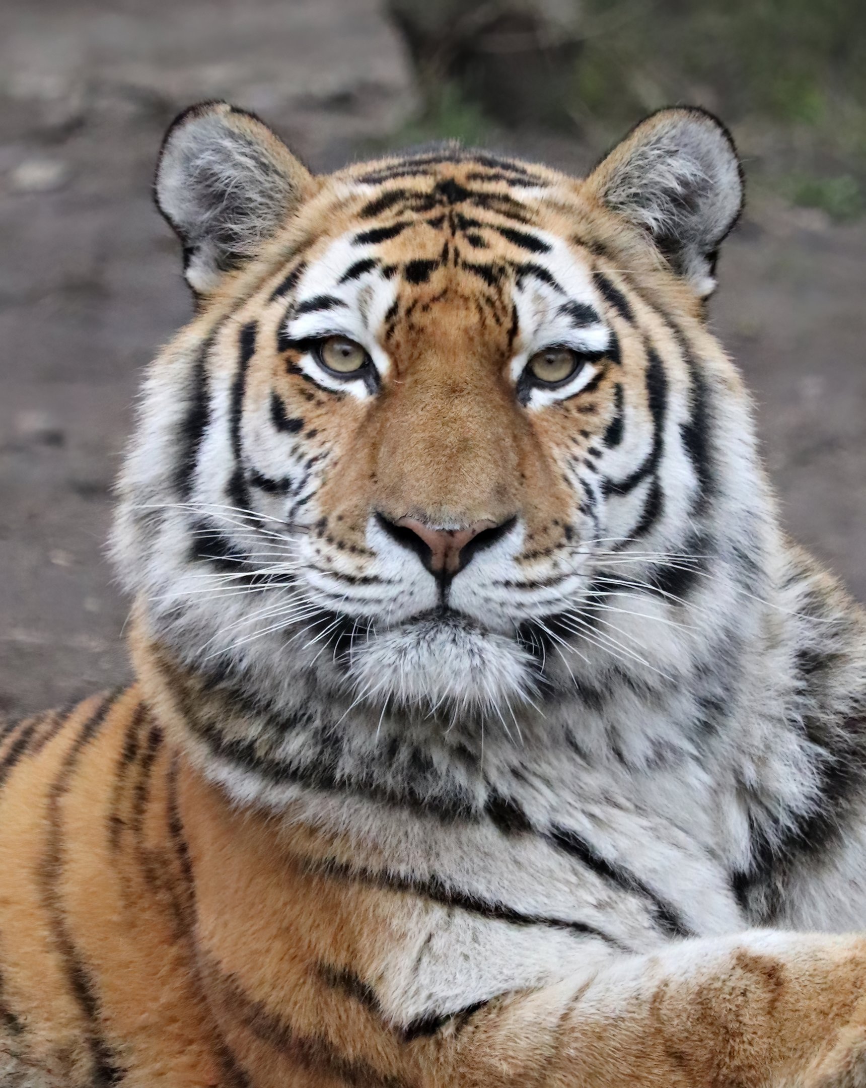 Siberian tiger (Panthera tigris altaica)