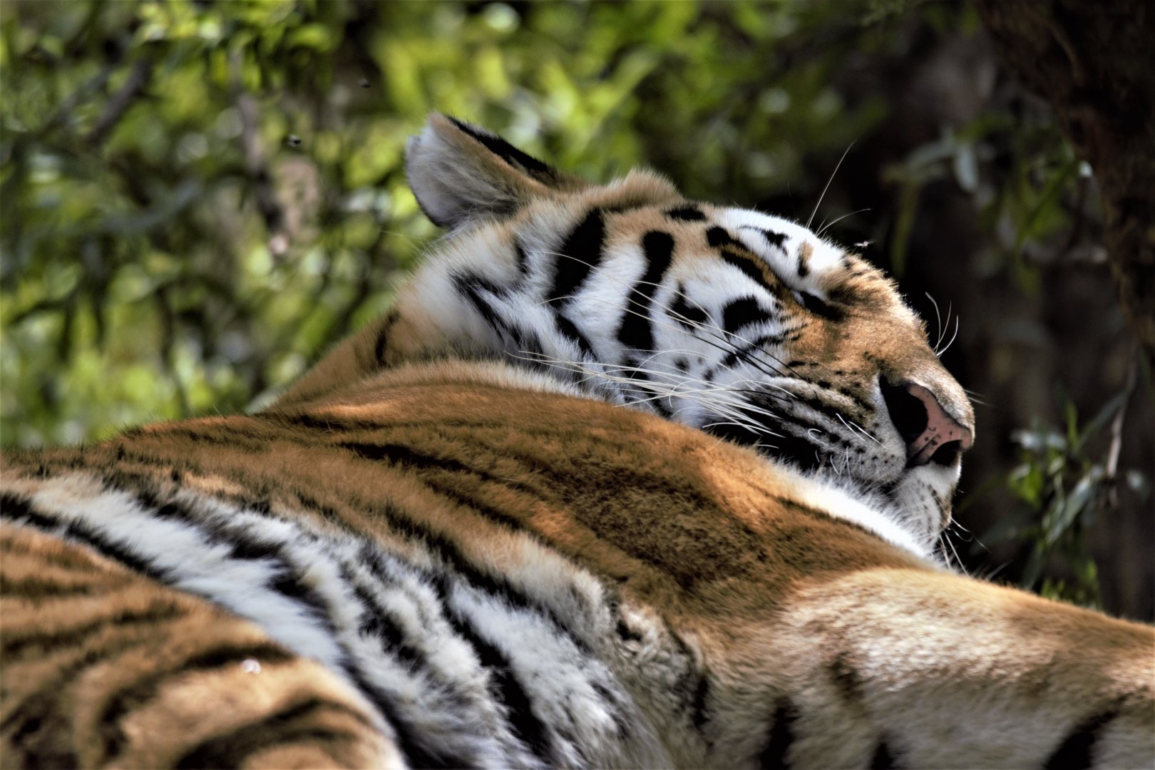 Siberian Tiger (Panthera tigris altaica)