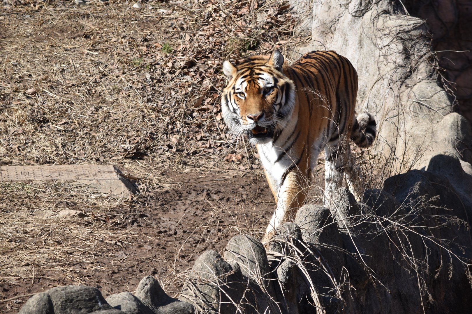 Siberian Tiger (Panthera tigris altaica)