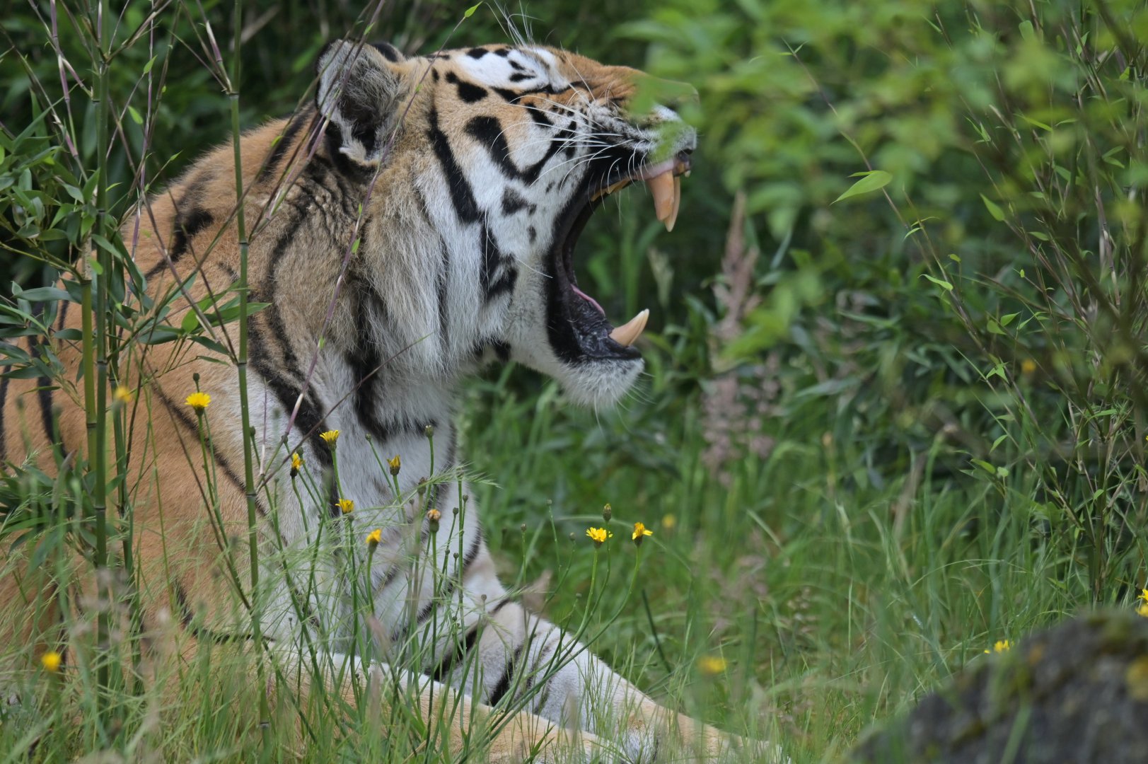 Siberian tiger (Panthera tigris altaica)