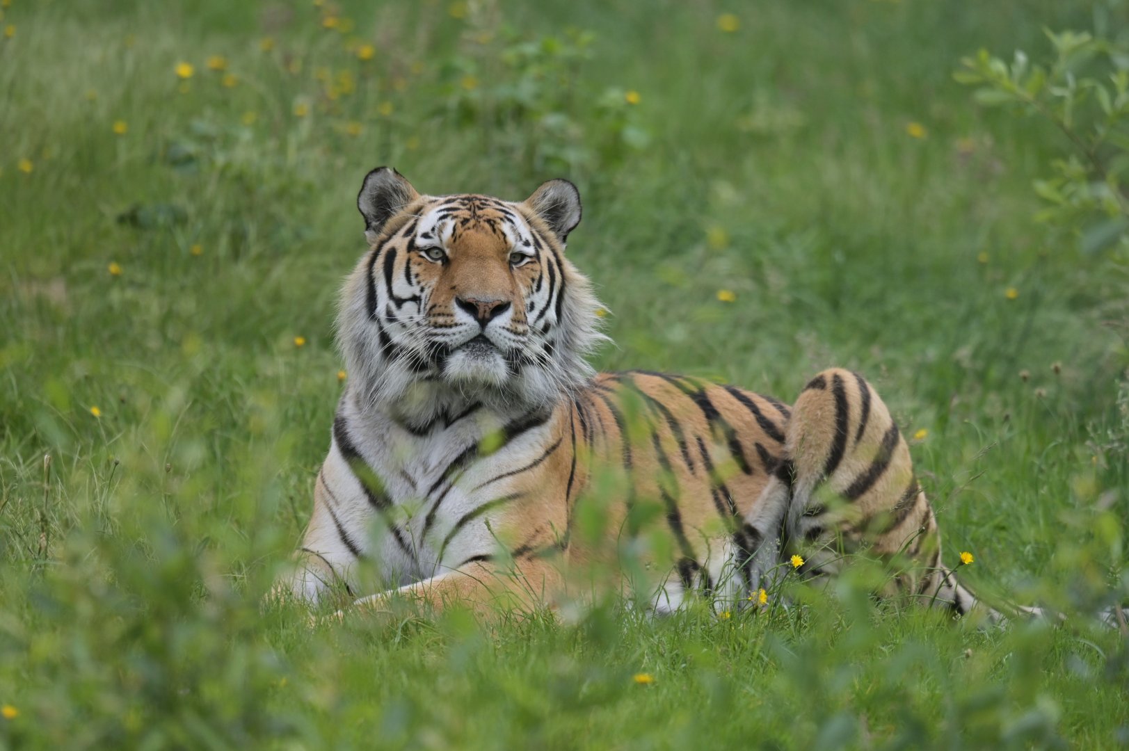 Siberian tiger (Panthera tigris altaica)