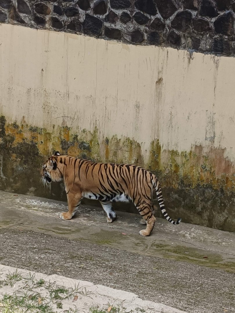 Siberian Tiger (Panthera tigris altaica)