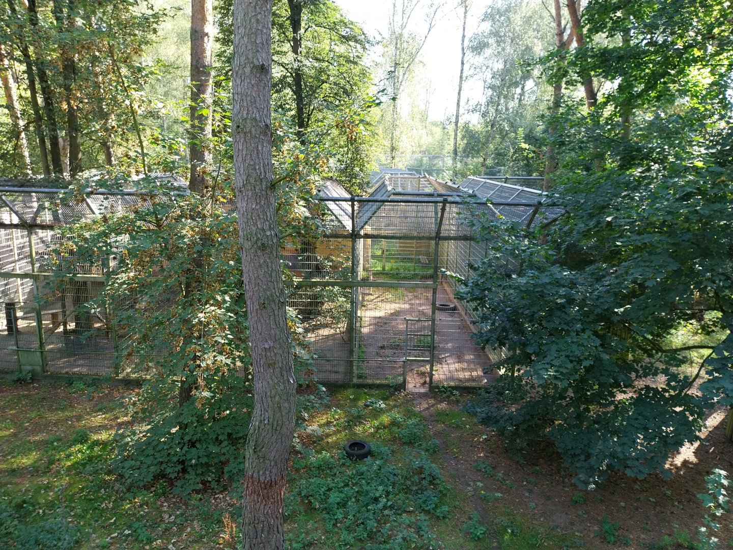 Siberian Tiger (Panthera tigris altaica)