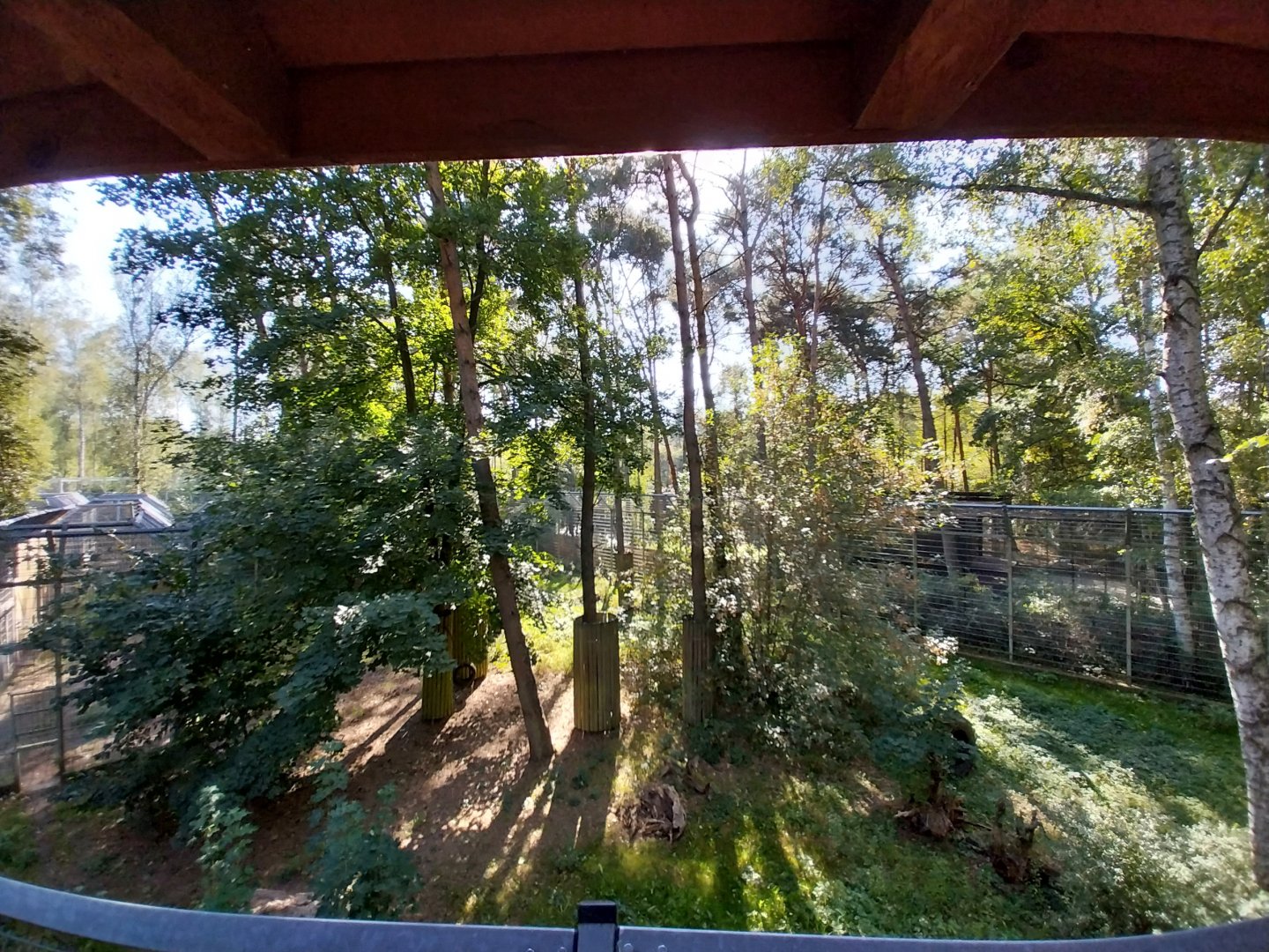 Siberian Tiger (Panthera tigris altaica)