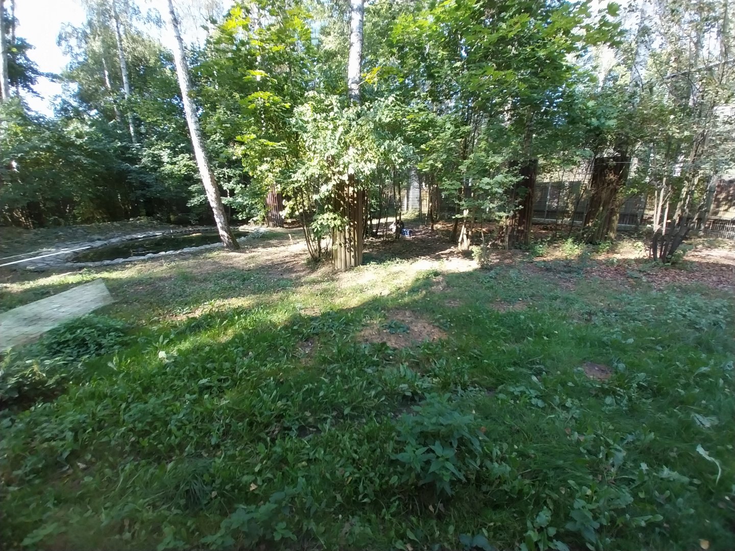 Siberian Tiger (Panthera tigris altaica)