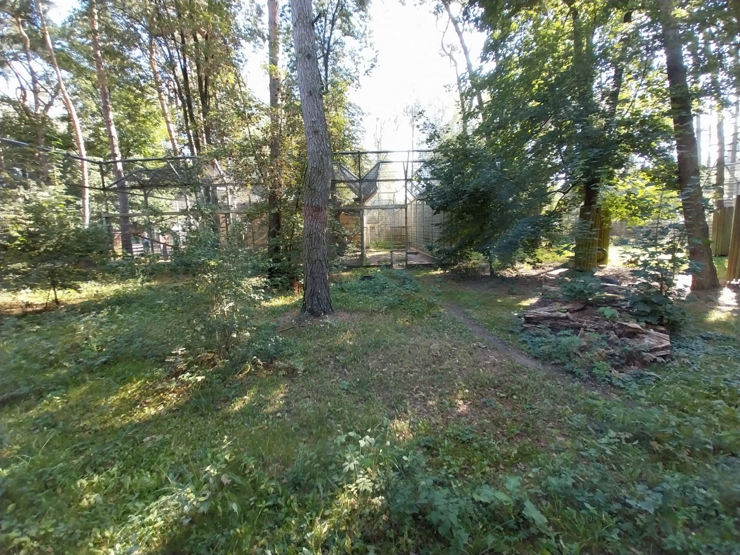 Siberian Tiger (Panthera tigris altaica)