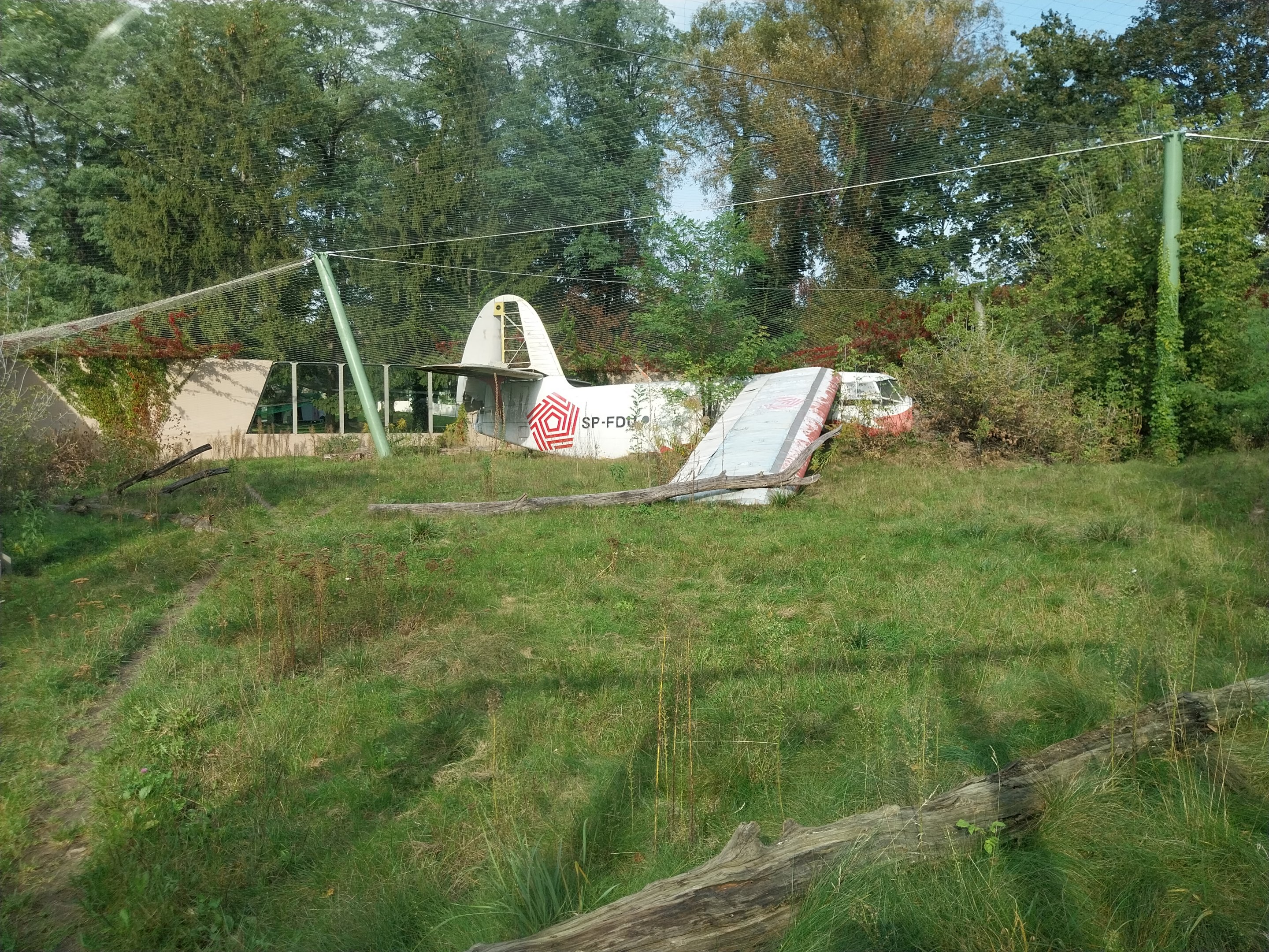 Siberian Tiger (Panthera tigris altaica)
