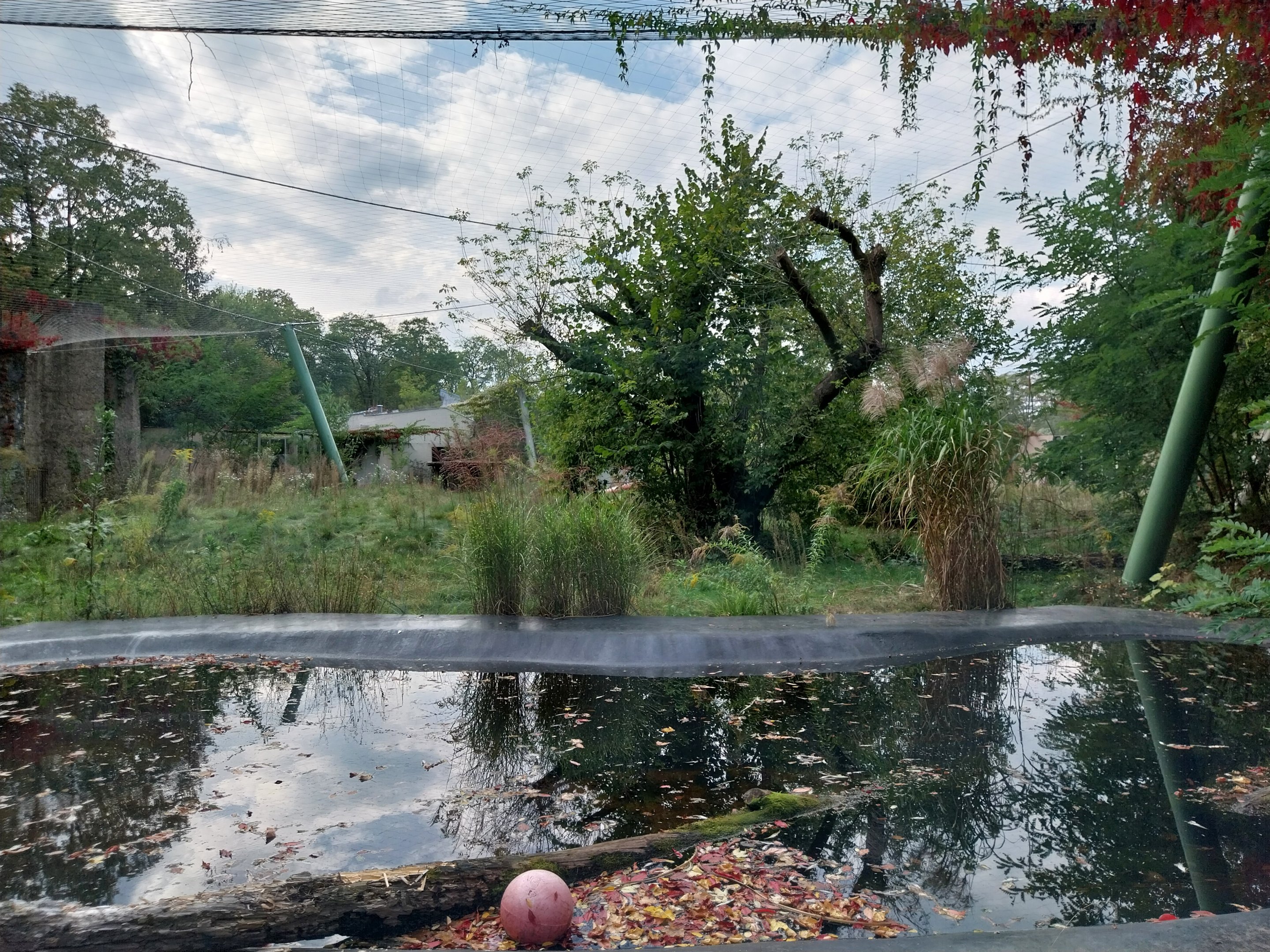 Siberian Tiger (Panthera tigris altaica)