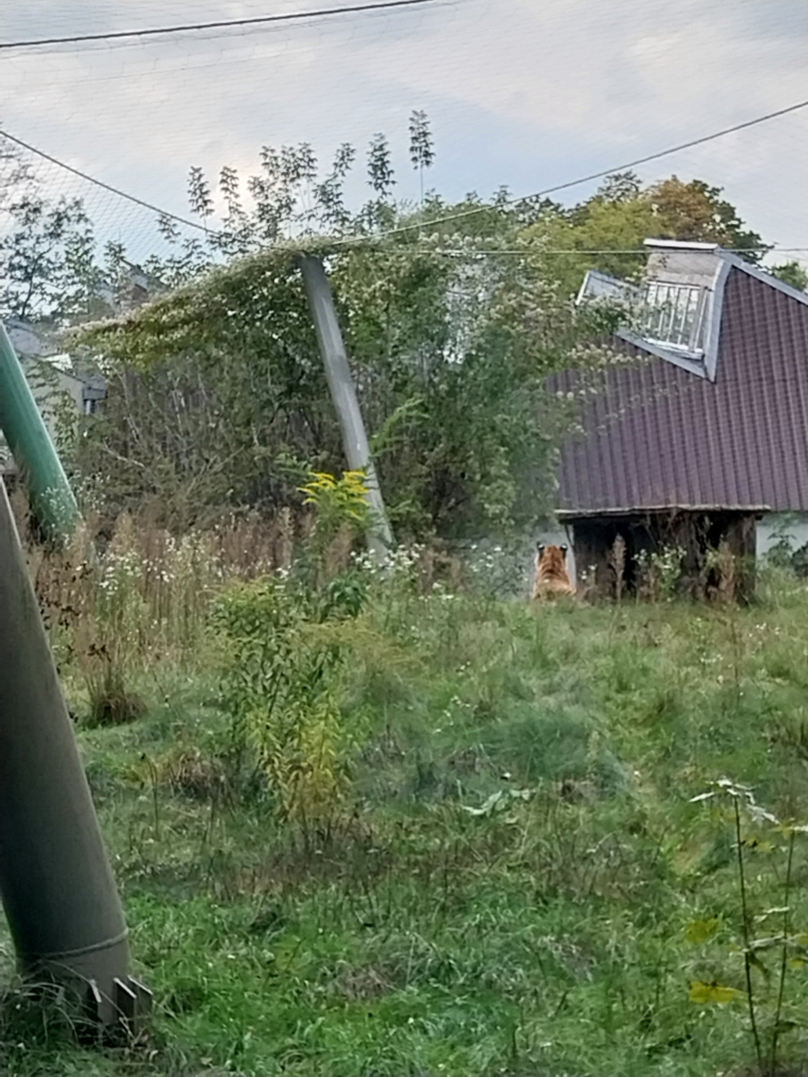 Siberian tiger (Panthera tigris altaica)