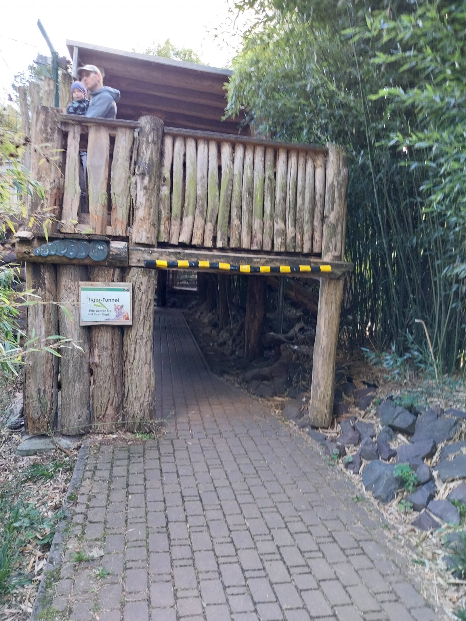 Siberian Tiger (Panthera tigris altaica)
