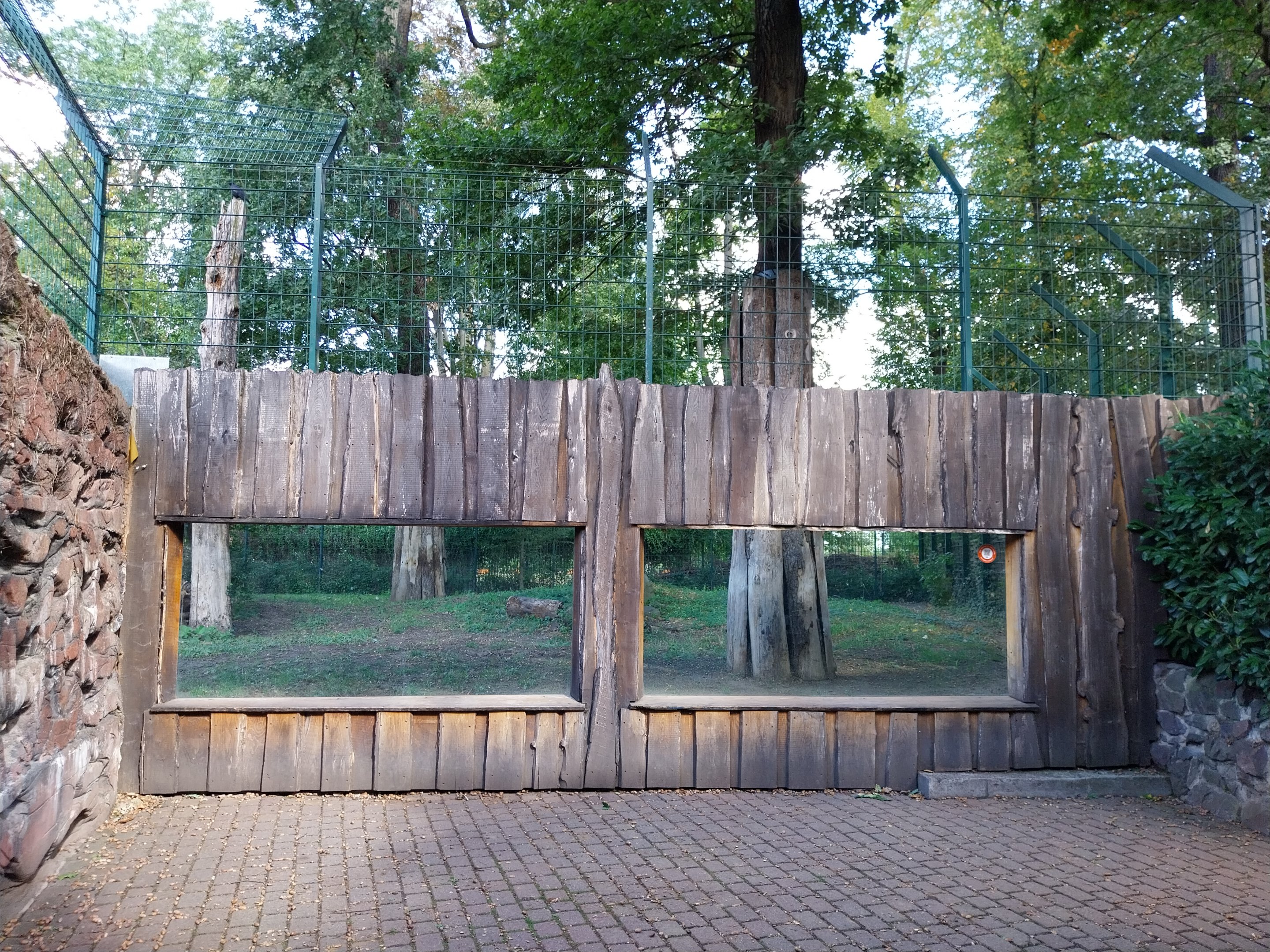 Siberian Tiger (Panthera tigris altaica)