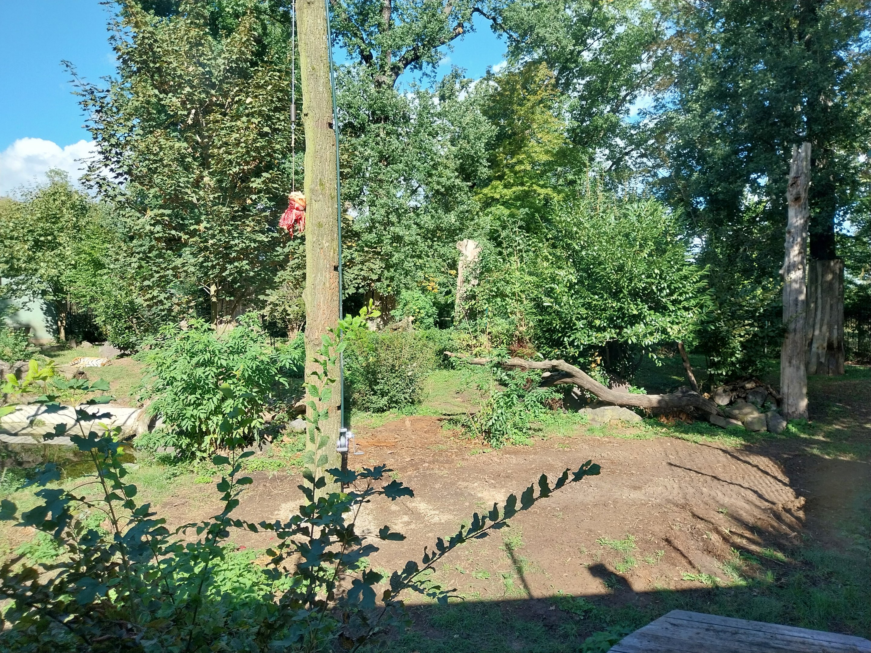 Siberian Tiger (Panthera tigris altaica)