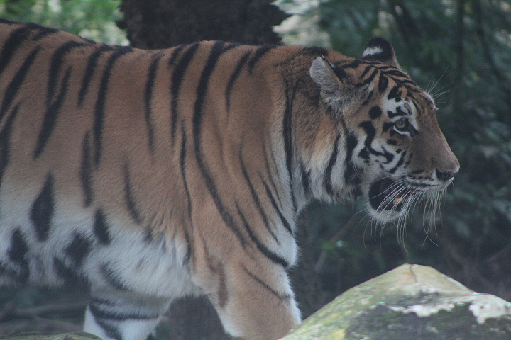 Siberian tiger (Panthera tigris 'altaica')