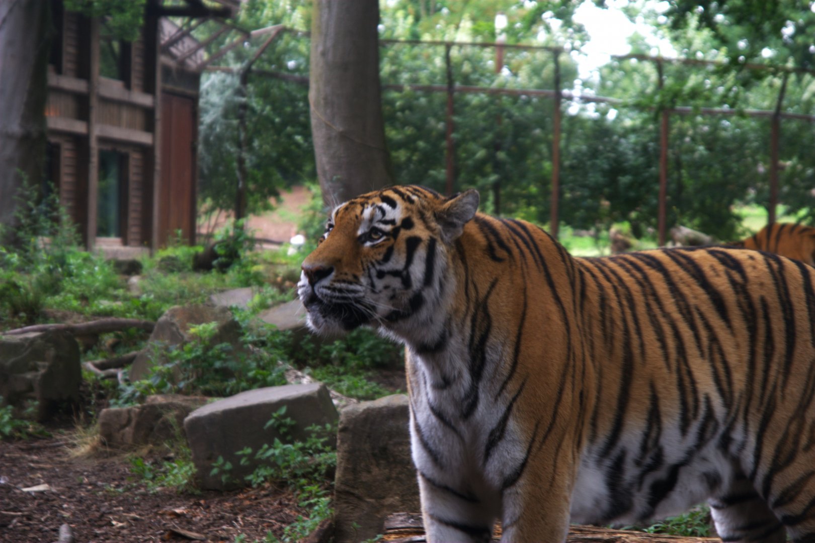 Siberian Tiger (Panthera tigris altaica)