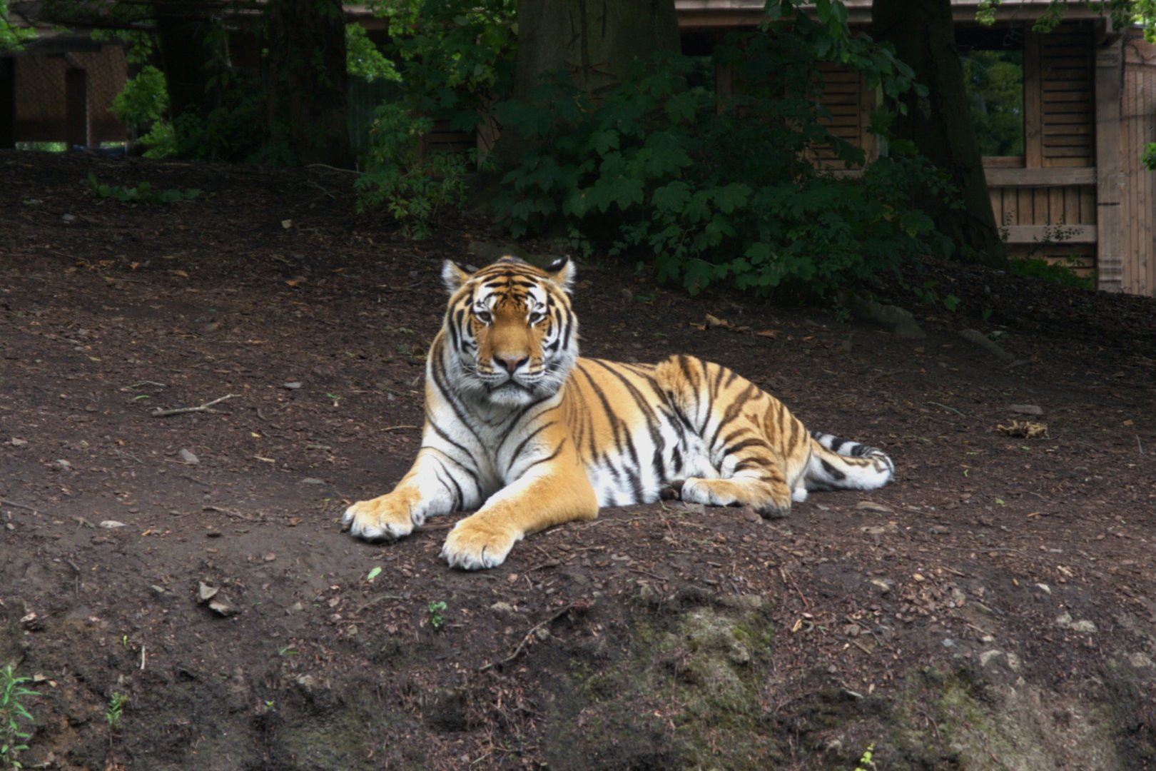 Siberian Tiger (Panthera tigris altaica)