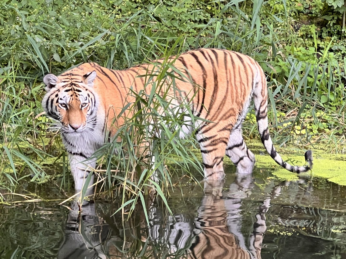Siberian Tiger (Panthera tigris altaica)