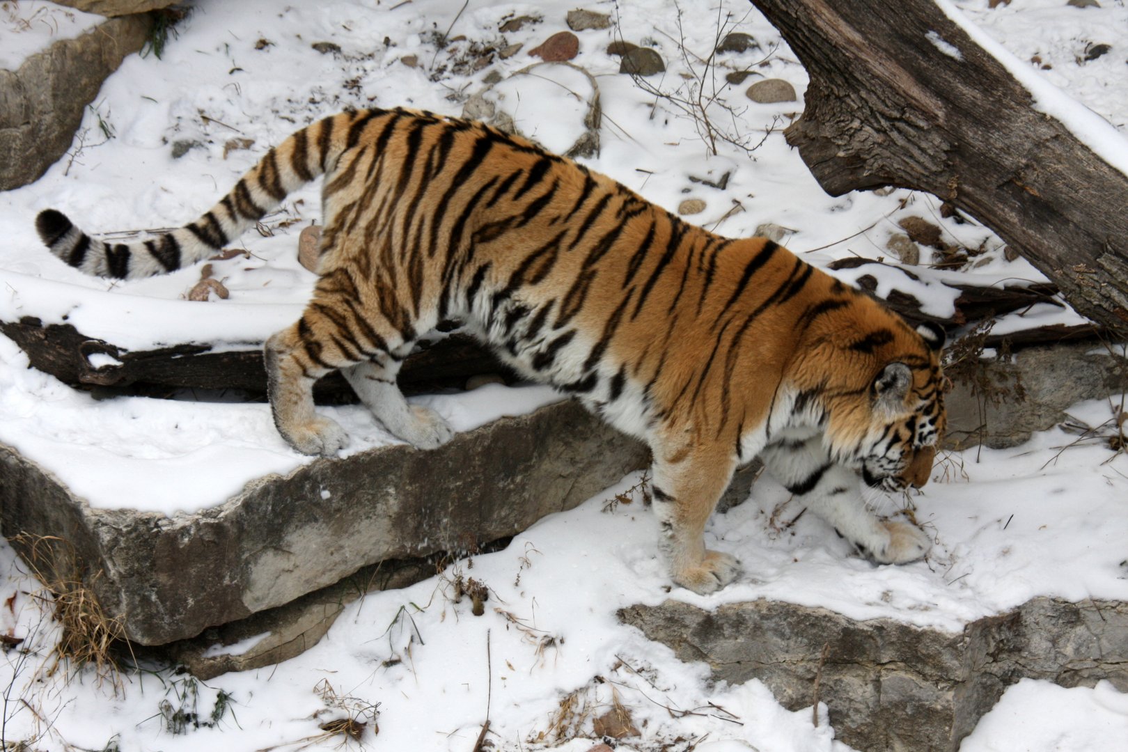 Siberian tiger (Panthera tigris tigris) in the snow 2010