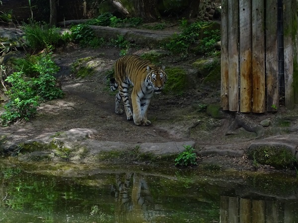 Siberian tiger (Panthera tigris tigris / Panthera tigris altaica)