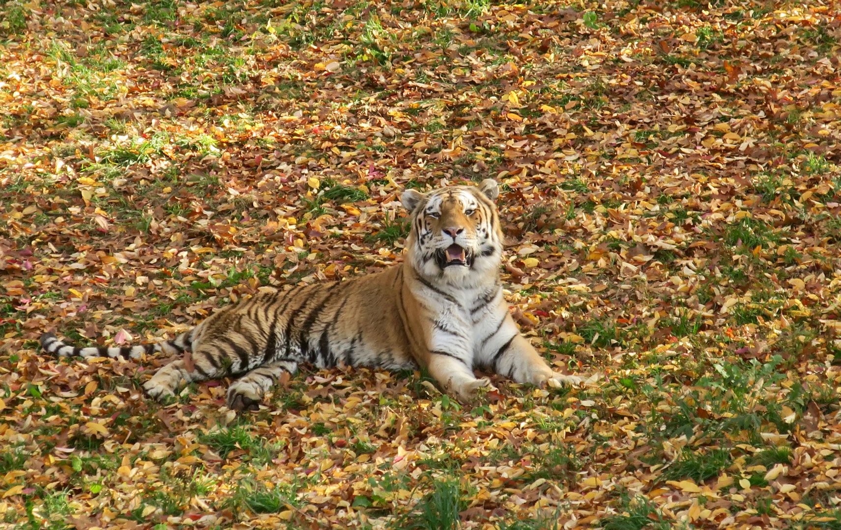 Siberian Tiger (Panthera tigris tigris subpopulation/ Panthera tigris altaica) "Aniken"